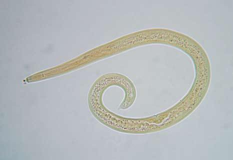 Půdní hlístice (Nematoda) Kmen hlístic je z hlediska počtu jedinců nejpočetnější skupinou mnohobuněčných živočichů, která je ale dosud málo prozkoumána.