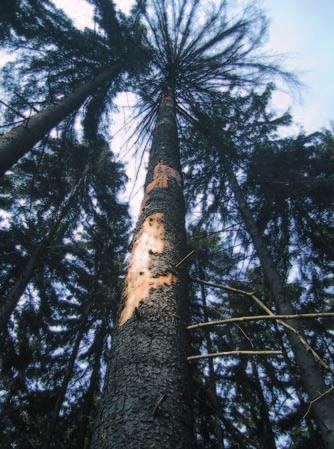 České Švýcarsko Lesy České Švýcarsko Příroda Vichřice a kůrovec ve smrkových monokulturách NP uvedenou větrnou kalamitu, dále o aktuální vliv průběhu počasí (sucho a teplo, mírné zimy).