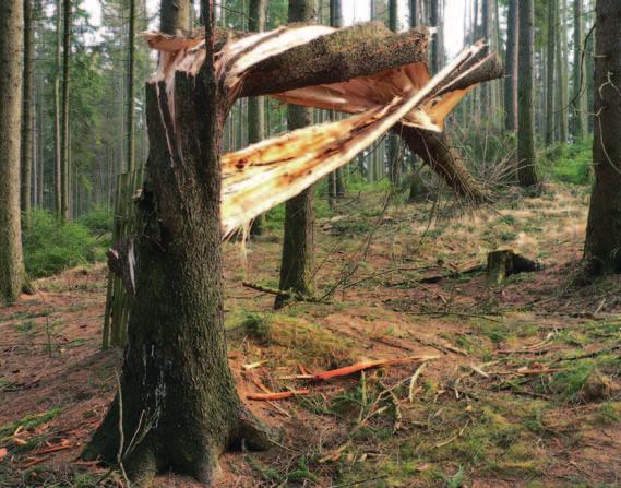 lesní porosty stanovištně původních druhů.