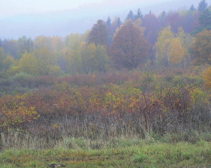 Ohrožení Bez pravidelného obhospodařování by louky i pastviny brzy ztratily svou současnou podobu.