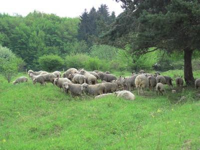 V neolitu (asi 6000 let př. n. l.) začal do podhůří moravských Karpat pronikat člověk - zemědělec, který les přetvářel na 1 pole, pastviny, louky, a později i sady.