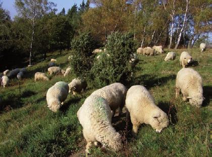 Pastviny Pastviny hostí specifická společenstva živočichů i rostlin, která by bez více či méně pravidelné pastvy zanikla.