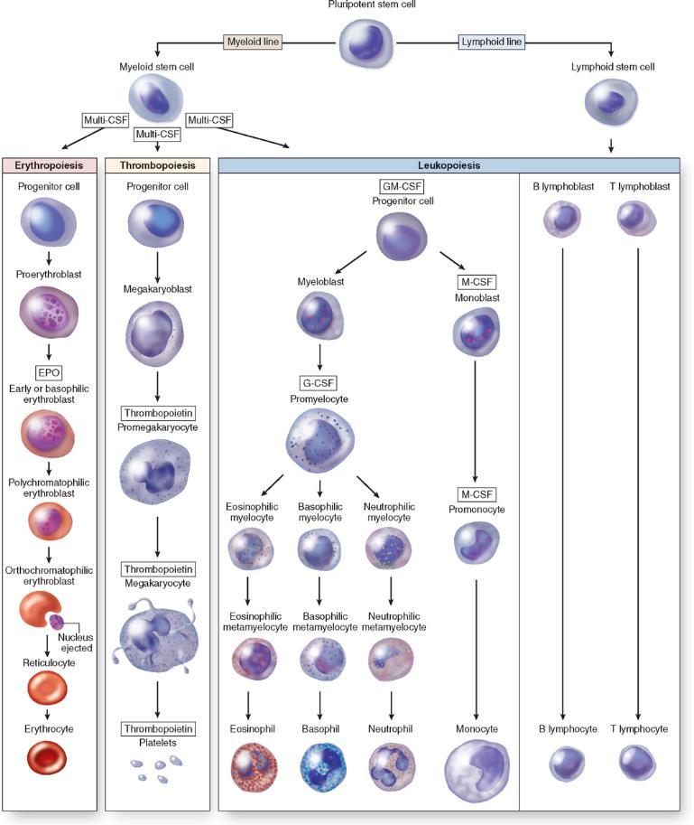 1.1.3 Hemopoéza Hemopoéza je proces tvorby krve, kdy se z pluripotentních buněk diferencují jednotlivé krevní elementy o dané funkci.