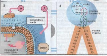 STRUKTURY NA STRANĚ ORGANISMU BUNĚČNÉ MEMBRÁNY FOSFOLIPIDOVÁ DVOJVRSTVA Fofolipidová dvojvrstva (8 nm); Amfifilní charakter; Vodné