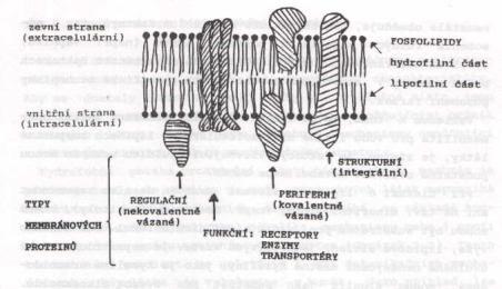 STŘED (= LIPOFILNÍ) neprostupný pro polární a nabité částice (Apolární - nabité částice - prostupují dobře) INTEGRÁLNÍ PROTEINY (např.