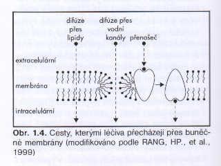 membrána AKTIVNÍ TRANSPORT Extracel. prostor B. membrána Lipofilní látky jsou schopny přestupovat z extracelulárního prostoru do b.