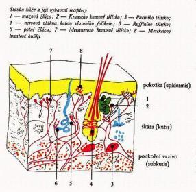 membrána Cytosol CESTY VSTUPU XENOBIOTIK DO ORGANISMU Působení LOKÁLNÍ (místní, topické) Působení CELKOVÉ (systémové) XENOBIOTIKUM vstupuje do organismu různými způsoby, nejčastěji: 1) INHALACE (=