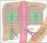 Vazba je rychlá a reverzibilní: X + B LB Význam: 1/ pouze volné xenobiotikum vyvolává účinek 2/ volné xenobiotikum určuje rychlost eliminace BIOTRANSFORMACE