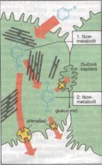 podléhají v organismu metabolickým procesům biotransformují se, vzniklé metabolity jsou následně eliminovány BIOTRANSFORMACE (METABOLISMUS) Hlavní orgán m. - játra v.