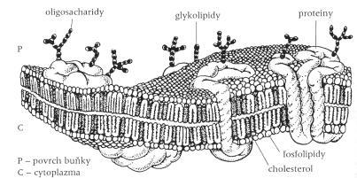 receptor-léčivo Příklad komplexu droga - receptor Receptor: Cyklofilin A Princip zámku a klíče KOMPETITIVNÍ ANTAGONISMUS Soutěţ 2 