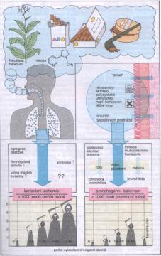 tvorbou komplexů + vnitřní aktivita ANT ETHYLALKOHOL psychotropní účinky ETHYLALKOHOL psychotropní účinky Nespecifický mechanismus účinku Sedativně-hypnotická látka Resorpce z GIT: žaludek tenké