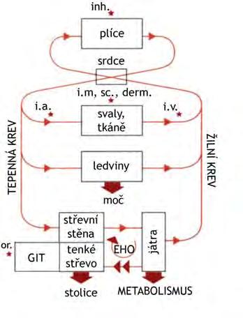 organismu vstup (podání) xenobiotik intravaskulární absorpce odpadá intravenosní (i.v.) rychlost nástupu účinku intraarteriální (i.a.) extravaskulární musí dojít k absorpci inhalační (inh.