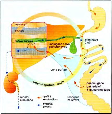 Biotransformace xenobiotik Enterohepatální cyklus glukuronidy vylučované do žluči mohou být ve střevu dekonjugovány a znovu absorbovány nutné cyklus přerušit například methylrtuť, thallné sloučeniny,