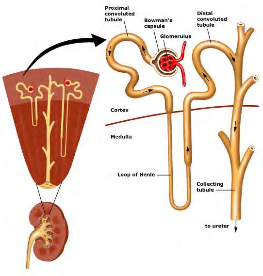 Vylučování xenobiotik Vylučování xenobiotik ledvinami nejdůležitější cesta exkrece rychlost