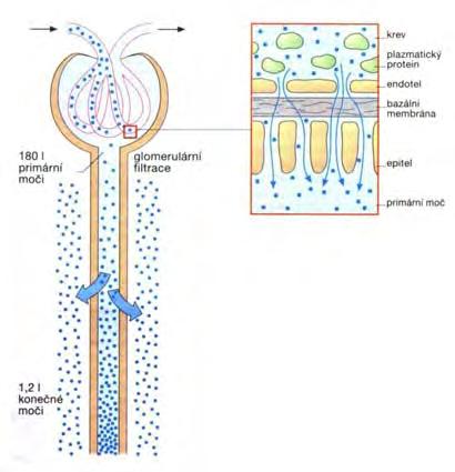 Vylučování xenobiotik glomerulární filtrace průtok krve ledvinami asi