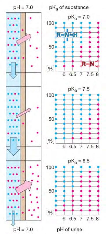 Vylučování xenobiotik pk b = 7,0 ovlivnění vyučování ph moči fyziologická moč ph = 6,3 6,6, mezní hodnoty 4,5 až 7,5 medikamentózní podání NH 4 Cl nebo NaHCO 3 pk b = 6,5 pk b = 7,5 Vylučování