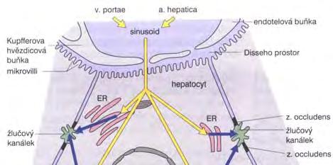 Vylučování xenobiotik lipofilní xenobiotikum hydrofilní
