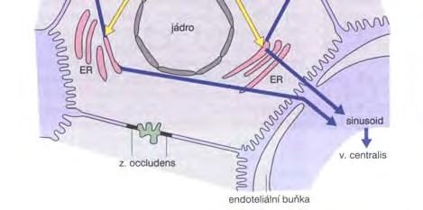 mezi krví a vzduchem je lipoidní bariéra s velkým počtem pórů pro