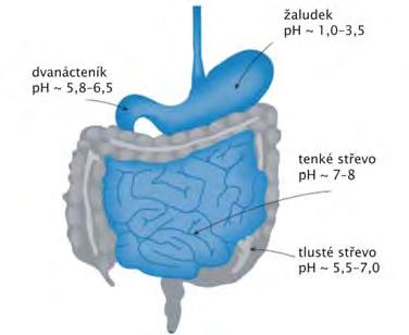 Perorální vstup xenobiotik v žaludku se vstřebávají elektroneutrální hydrofilní i lipofilní látky (malá M r ) ph žaludeční šťávy ~ 1,0 3,5 ovlivňuje vstřebávání stěna tenkého střeva hlavní část