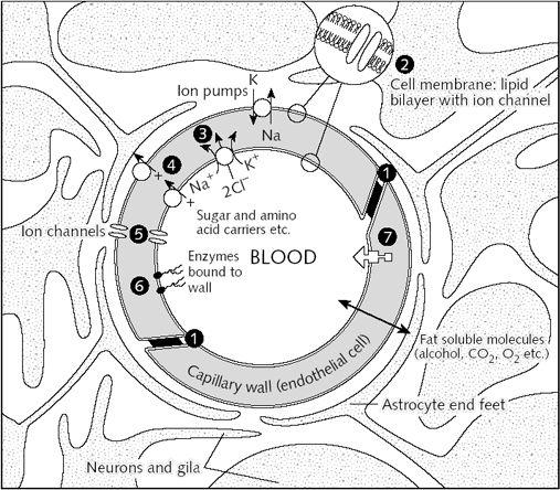 transcytóza pankreas: hydrofóbní póry (prochází i proteiny, inzulin) mozek: hematoencefalická bariéra játra: