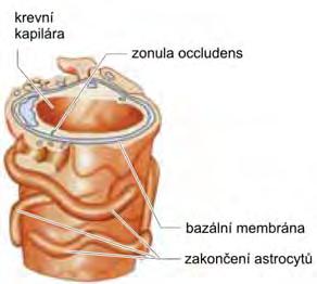 prostupná zejména pro hydrofilní látky zánět může zvýšit permeaci (penicilín) ph mozkomíšního moku 7,35