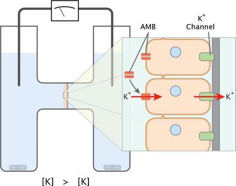amphotericin B as a drug delivery platform with cell membrane protective properties. Int J Pharm, 2010 Sjoberg A et al.