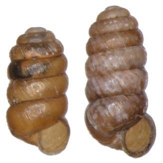 hledání analogie v Arktidě: shoda v několika