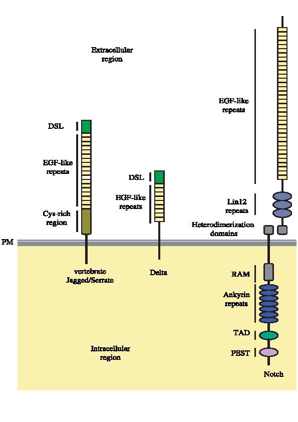 Obr. č. 1: Konzervovaná struktura receptoru Notch a jeho ligandů. Ligandy Delta a Jagged/Serrate se skládají z DSL oblasti, odpovědné za interakci s receptorem Notch, a z několika EGF-like repetic.