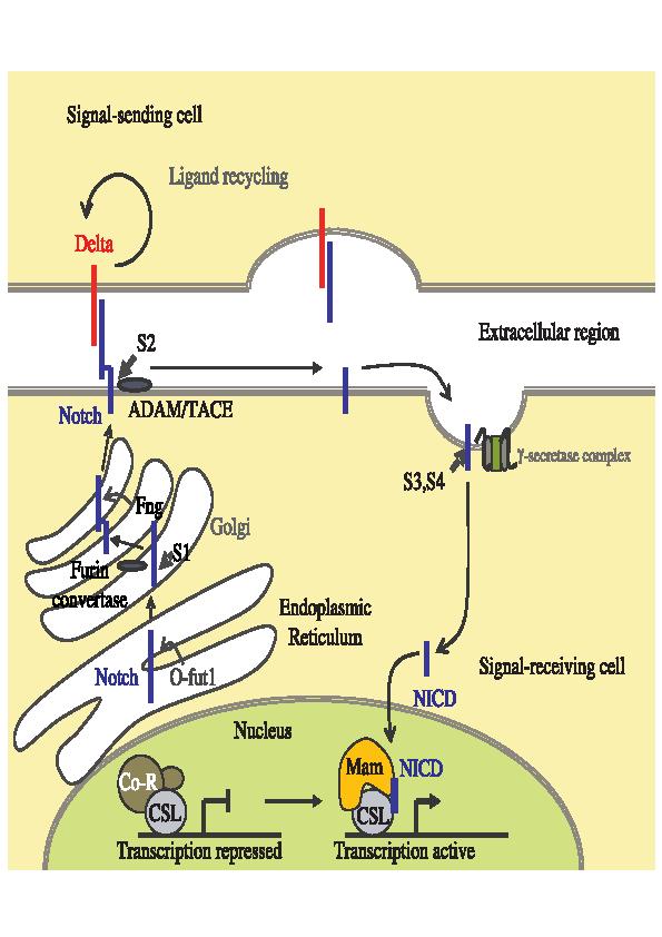 Obr. č. 3: Signální dráha proteinu Notch. Štěpení S1 probíhá v trans Golgi síti furinu podobnou konvertázou.