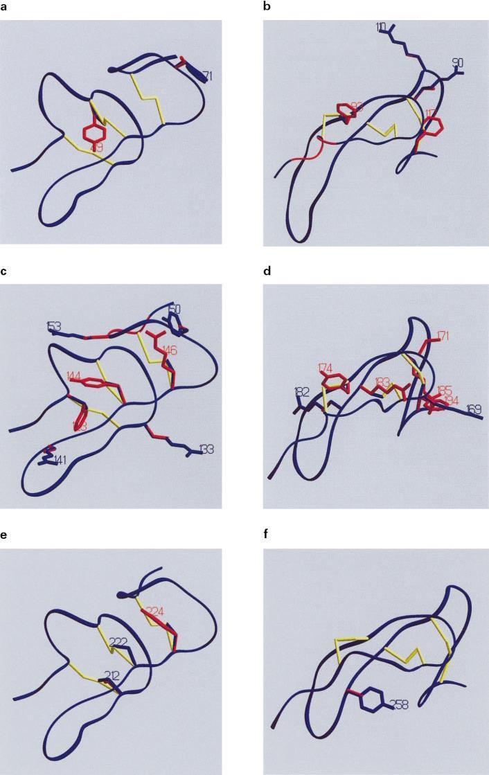 Obr. č. 5: 3D modely předpokládaných změn v řetězcích prvních šesti EGF-like repetic mutovaného proteinu Notch3 (a-f).
