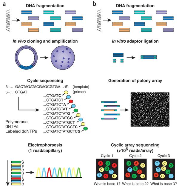 Sekven(c)ování DNA Vytvoření různě dlouhých fragmentů DNA Dideoxy-NTPs