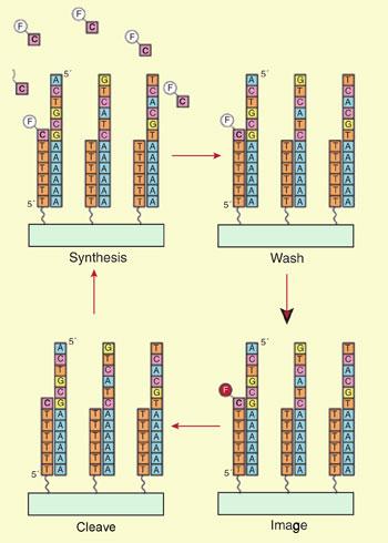 Sequencing by synthesis Polymeráza Sestavování nového řetězce z jednotlivých