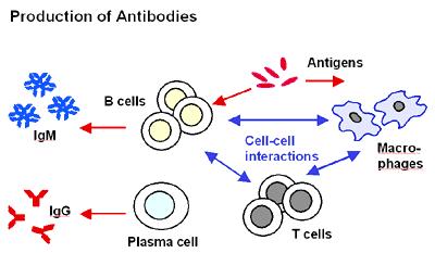 (více než 25 glykoproteinů) usnadňuje fagocytózu, porušuje povrch bakterií (osmotické proniknutí vody do infikované buňky) Specifické imunitní mechanismy Blymfocyty plasmatické buňky