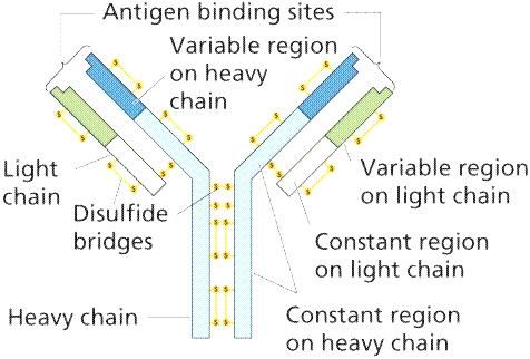 imunita Specifické imunitní mechanismy Blymfocyty, imunoglobuliny Imunoglobuliny gen kódující těžký řetězec Ig molekuly Specifita a diversita B lymfocytů Kmenová buňka Antigen Diferenciace