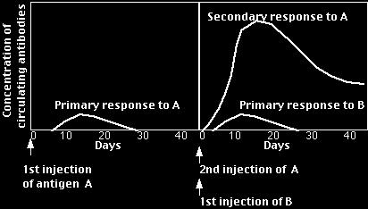 Imunologická paměť T lymfocyty primární imunitní odpověď sekundární imunitní odpověď plasmatické buňky / paměťové buňky rozlišení vlastní