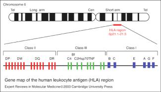 2 C 9 C 16 B 11 B 2 Haplotyp kombinace alel dvou nebo více těsně vázaných genových lokusů na tomtéž chromosomu, např. geny I.