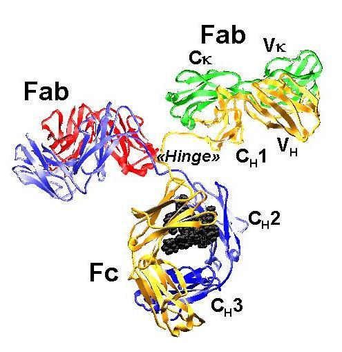 variabilní domény 1 na každém řetězci Struktura imunoglobulinů (1) vazebné místo pro antigen liší se u protilátek