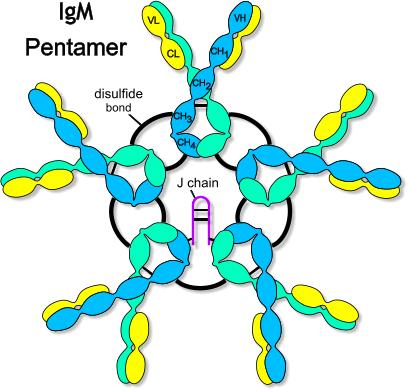 Třídy (izotypy) imunoglobulinů (2) IgM 5 základních jednotek ( 2 L 2 ) + J (spojovací)