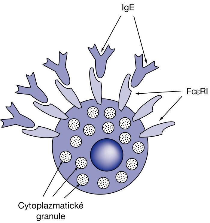 Třídy (izotypy) imunoglobulinů (4) IgE monomer