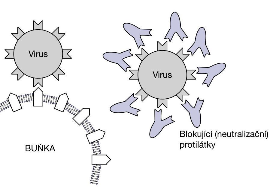 Funkce protilátek (1) aktivace klasické cesty komplementu neutralizace (blokace) toxinů, aktivity virů a