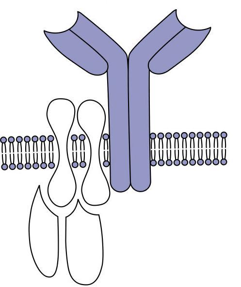 Antigenně specifické receptory B lymfocytů (BCR) povrchový imunoglobulin rozeznání