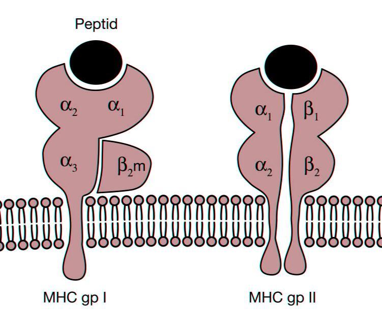 Funkce MHC glykoproteinů (1) vazba peptidových fragmentů proteinů a jejich prezentace na