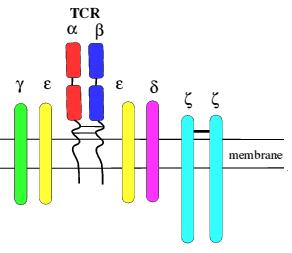 Antigenně specifické receptory T lymfocytů (TCR) transmembránové řetězce,