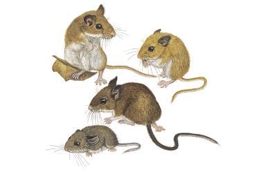 maniculatus