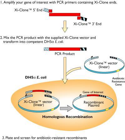 Identification of MHC alleles often duplicated and highly heterozygous direct sequencing of PCR products is not