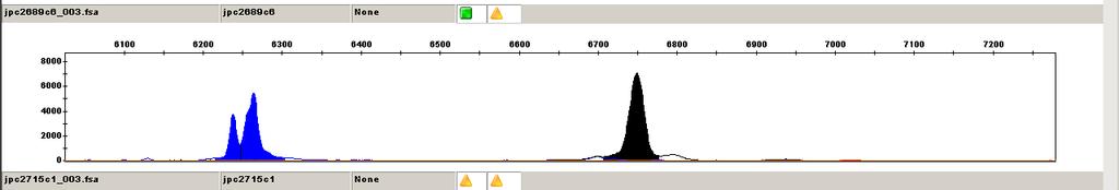 SSCP: single stranded conformational polymorphism Allele 1 FAM.