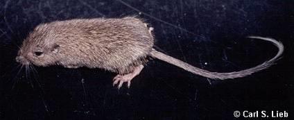pytlouš