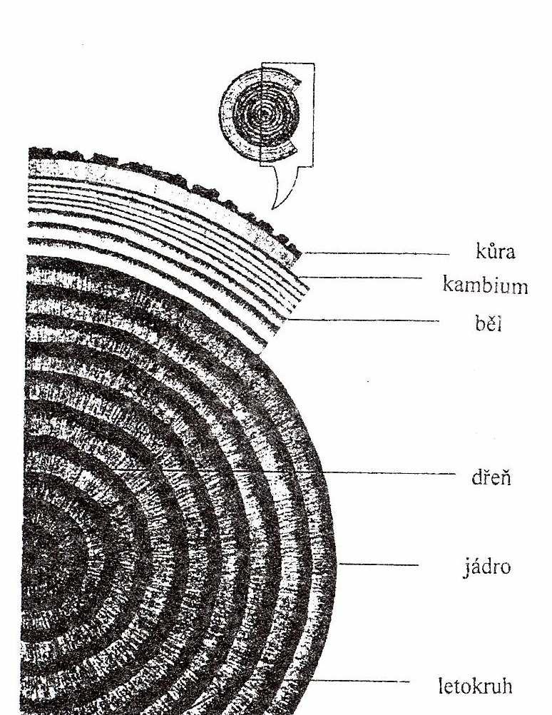 Obr. 1: Části kmene na příčném řezu (Hoadley, 1990) 3.2.