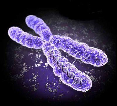 Etiologie nádorů vnitřní faktory - Sy chromozomální