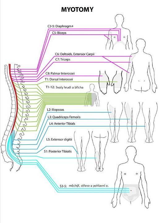 Myotom centrální část prvosegmentu při diferenciaci od počátku 4.